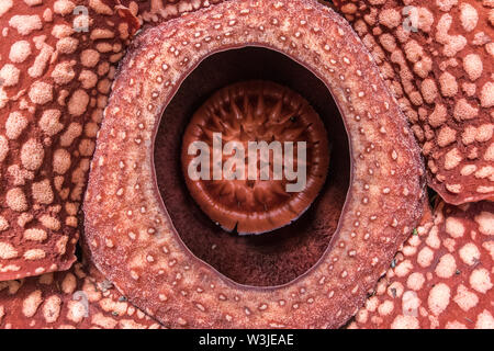 Fiore gigante (Rafflesia arnoldii), il più grande fiore del mondo, Borneo  Foto stock - Alamy