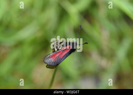 Trasparente falena Burnett (Zygaena purpuralis) sulle pendici del Beinn Lora, Scozia. Foto Stock