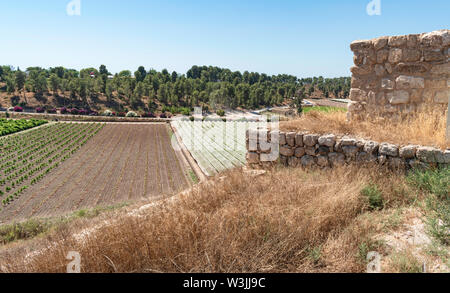 Una vista di moshav lachis foresta e vigneti da sud-ovest la Torre del tel lackish sito archeologico nel centro di Israele Foto Stock