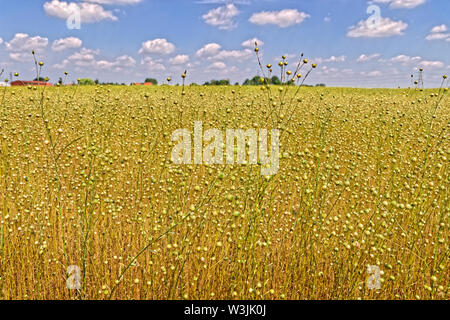 Il lino raccolto. Foto Stock