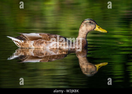 Il Germano Reale, Stockente (Anas platyrhynchos) Männchen Schlichtkleid im Foto Stock