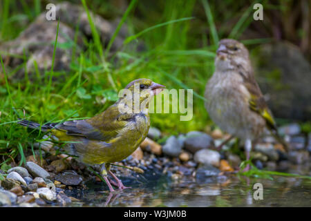 Unione verdone, Grünfink (Carduelis chloris) Männchen und Weibchen Foto Stock