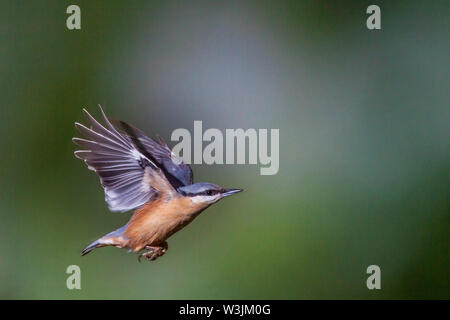 Eurasian picchio muratore, Kleiber (Sitta europaea) Foto Stock