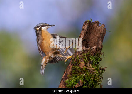 Eurasian picchio muratore, Kleiber (Sitta europaea) Foto Stock