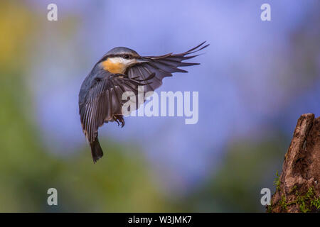 Eurasian picchio muratore, Kleiber (Sitta europaea) Foto Stock