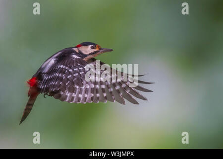 Picchio rosso maggiore, Buntspecht (Dendrocopos major) Männchen Foto Stock