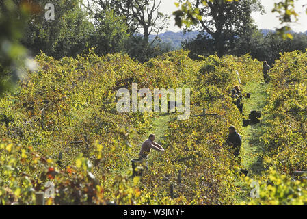 Vendemmia a Carr Taylor vigneto, East Sussex, England, Regno Unito Foto Stock