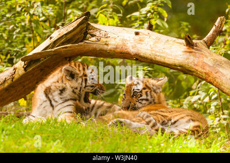 Due Amur/Siberiano cuccioli di tigre (Panthera Tigris Altaica) sotto un albero Foto Stock