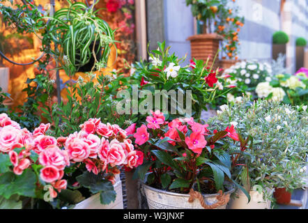 Molti fiori diversi nella parte anteriore del negozio di fiori. Foto Stock