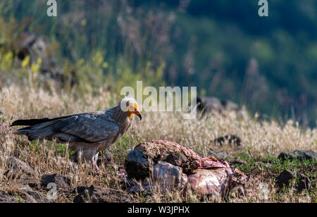 Monti Rodopi Bulgaria Giugno 2019: Territorio dell'Arda il letto del fiume orientale montagne Rodopi è la casa di alcune colonie di uccelli protetti, egiziano gli avvoltoi (Neophron percnopterus) avvoltoio grifone (Gyps fulvus) anche il più importante sito di riproduzione (Neophron percnopterus) a livello mondiale una specie in via di estinzione. La Bulgaria il Grifone la popolazione è diminuita attraverso la maggior parte del xx secolo ritenuta estinta nel paese negli anni sessanta fino a quando una coppia di allevamento e 28 birEastern Rodopi è anche il più importante sito di riproduzione ds sono state scoperte scoperto vicino alla città di Madzharovo R Foto Stock