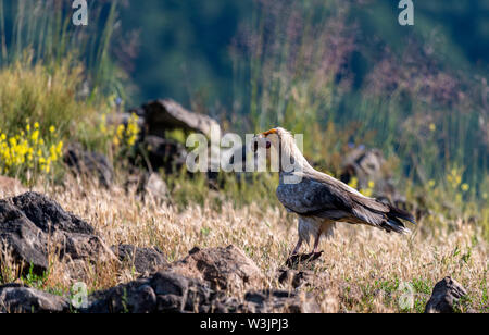 Monti Rodopi Bulgaria Giugno 2019: Territorio dell'Arda il letto del fiume orientale montagne Rodopi è la casa di alcune colonie di uccelli protetti, egiziano gli avvoltoi (Neophron percnopterus) avvoltoio grifone (Gyps fulvus) anche il più importante sito di riproduzione (Neophron percnopterus) a livello mondiale una specie in via di estinzione. La Bulgaria il Grifone la popolazione è diminuita attraverso la maggior parte del xx secolo ritenuta estinta nel paese negli anni sessanta fino a quando una coppia di allevamento e 28 birEastern Rodopi è anche il più importante sito di riproduzione ds sono state scoperte scoperto vicino alla città di Madzharovo R Foto Stock