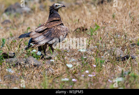 Monti Rodopi Bulgaria Giugno 2019: Territorio dell'Arda il letto del fiume orientale montagne Rodopi è la casa di alcune colonie di uccelli protetti, egiziano gli avvoltoi (Neophron percnopterus) avvoltoio grifone (Gyps fulvus) anche il più importante sito di riproduzione (Neophron percnopterus) a livello mondiale una specie in via di estinzione. La Bulgaria il Grifone la popolazione è diminuita attraverso la maggior parte del xx secolo ritenuta estinta nel paese negli anni sessanta fino a quando una coppia di allevamento e 28 birEastern Rodopi è anche il più importante sito di riproduzione ds sono state scoperte scoperto vicino alla città di Madzharovo R Foto Stock