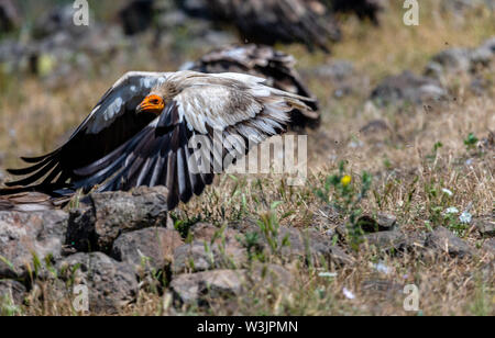 Monti Rodopi Bulgaria Giugno 2019: Territorio dell'Arda il letto del fiume orientale montagne Rodopi è la casa di alcune colonie di uccelli protetti, egiziano gli avvoltoi (Neophron percnopterus) avvoltoio grifone (Gyps fulvus) anche il più importante sito di riproduzione (Neophron percnopterus) a livello mondiale una specie in via di estinzione. La Bulgaria il Grifone la popolazione è diminuita attraverso la maggior parte del xx secolo ritenuta estinta nel paese negli anni sessanta fino a quando una coppia di allevamento e 28 birEastern Rodopi è anche il più importante sito di riproduzione ds sono state scoperte scoperto vicino alla città di Madzharovo R Foto Stock