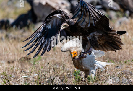 Monti Rodopi Bulgaria Giugno 2019: Territorio dell'Arda il letto del fiume orientale montagne Rodopi è la casa di alcune colonie di uccelli protetti, egiziano gli avvoltoi (Neophron percnopterus) avvoltoio grifone (Gyps fulvus) anche il più importante sito di riproduzione (Neophron percnopterus) a livello mondiale una specie in via di estinzione. La Bulgaria il Grifone la popolazione è diminuita attraverso la maggior parte del xx secolo ritenuta estinta nel paese negli anni sessanta fino a quando una coppia di allevamento e 28 birEastern Rodopi è anche il più importante sito di riproduzione ds sono state scoperte scoperto vicino alla città di Madzharovo R Foto Stock