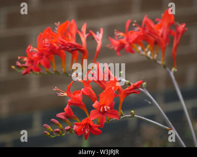 Rosso fiori pungenti - Crocosmia con Rosso Fuoco fiorisce in Hyde Park, London, Regno Unito. Foto Stock