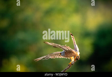 Montagne Saker Bulgaria Luglio 2019: La Saker Falcon progetto include attività quali la guarigione, riabilitazione, allevamento e reintrodurre il Saker Falcon che era diventato estinti in Bulgaria nel selvaggio. Ogni anno gli amanti della natura, il birdwatching e la fotografia visita turistica della zona di osservare dalle strade di montagna o di stazioni di alimentazione di pelli di osservazione. Clifford Norton Alamy Foto Stock