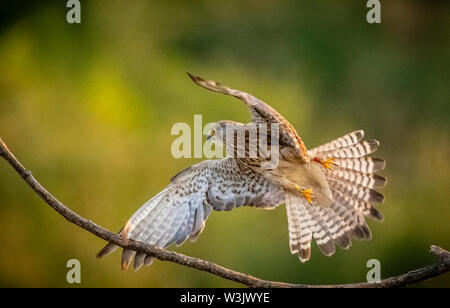 Montagne Saker Bulgaria Luglio 2019: La Saker Falcon progetto include attività quali la guarigione, riabilitazione, allevamento e reintrodurre il Saker Falcon che era diventato estinti in Bulgaria nel selvaggio. Ogni anno gli amanti della natura, il birdwatching e la fotografia visita turistica della zona di osservare dalle strade di montagna o di stazioni di alimentazione di pelli di osservazione. Clifford Norton Alamy Foto Stock