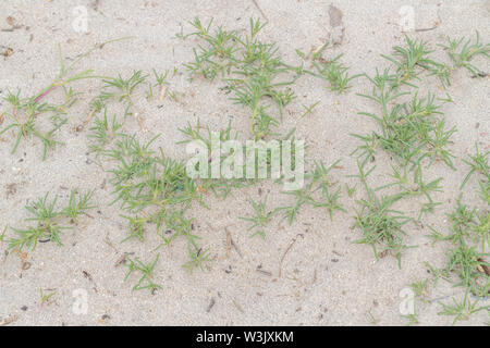 Primi germogli / fogliame / foglie di fico d'India / Saltwort Salsola kali su di una spiaggia di sabbia. Una volta usato come una fonte di carbonato di sodio nella produzione di vetro. Foto Stock