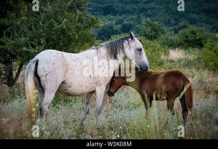 La Bulgaria Luglio 2019: cavalli selvaggi reintrodotto nuovamente in Bulgaria la natura. Clifford Norton Alamy Foto Stock