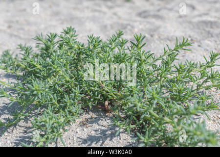 A metà estate fogliame / foglie di fico d'India / Saltwort Salsola kali su di una spiaggia di sabbia. Una volta usato come una fonte di carbonato di sodio nella produzione di vetro. Foto Stock