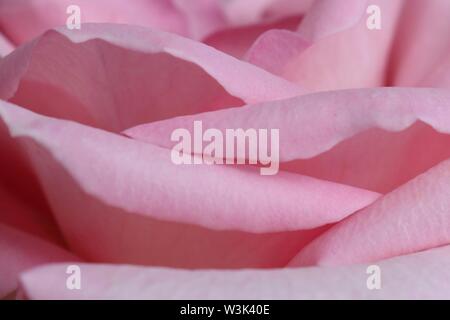 Macro shot di rosa rosa petali in un fiore in fiore Foto Stock