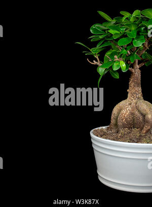 Il Ginseng bonsai di Ficus albero che cresce in pentola bianco isolato su sfondo nero Foto Stock