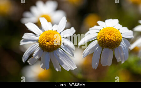 Senza profumo falso mayweed (Tripleurospermum inodorum) Foto Stock