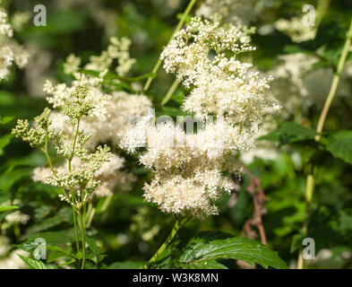 Olmaria (Filipendula ulmaria) Foto Stock