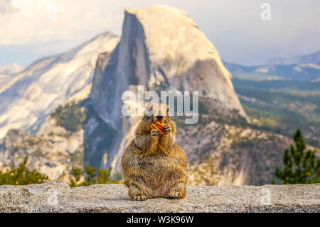 Lo scoiattolo mangiare un dado con mezza cupola in background. Parco Nazionale di Yosemite in California, Stati Uniti d'America. Foto Stock