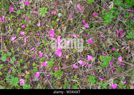 Caduto rosa fiori di rosa canina sul terreno con rara erba verde dopo la pioggia. Campo selvaggio e bagnato sparsi petali di rosa di radica fiori come sfondo Foto Stock