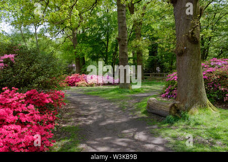 Un percorso attraverso gli alberi e arbusti di rosa, rosso e viola fiori di primavera e un registro sul terreno, Isabella Plantation, il Parco di Richmond, Surrey, Inghilterra, Regno Unito Foto Stock