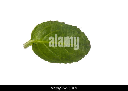 Bachbunge, Bach-Ehrenpreis, Bachbungen-Ehrenpreis, Bachehrenpreis, Veronica beccabunga, Brooklime, Europeo speedwell, acqua Pimpernel, Véronique des Foto Stock