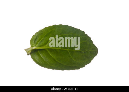 Bachbunge, Bach-Ehrenpreis, Bachbungen-Ehrenpreis, Bachehrenpreis, Veronica beccabunga, Brooklime, Europeo speedwell, acqua Pimpernel, Véronique des Foto Stock