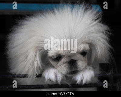 Prezioso cucciolo Pekinese peeped bianco, sembra pensare Foto Stock