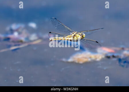 Un enorme Golden dragonfly in volo sopra la superficie della palude. Close up. Macro. Foto Stock