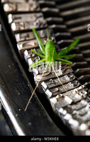 Macro shot di grasshopper (Acrididae) seduto sul typebars di un edificio storico della macchina da scrivere. Foto Stock