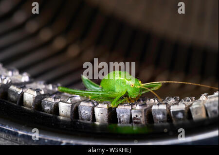 Macro shot di grasshopper (Acrididae) seduto sul typebars di un edificio storico della macchina da scrivere. Foto Stock