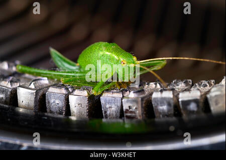 Macro shot di grasshopper (Acrididae) seduto sul typebars di un edificio storico della macchina da scrivere. Foto Stock