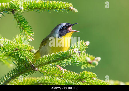 Yellowthroat comune, Geothlypis trichas, maschio, arroccato e canto, sul sempreverde con sfondo di colore rosa-viola fiori rhodora, rododendro canaden Foto Stock