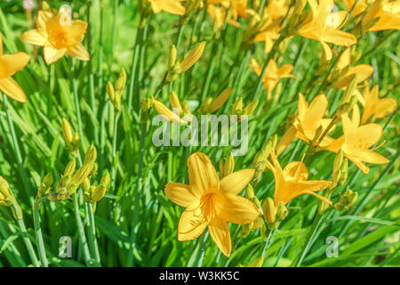 Daylily giallo fiori su una soleggiata giornata estiva. Foto Stock