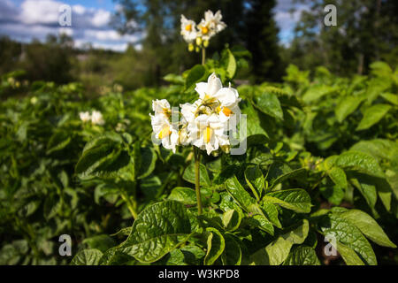 Fioritura cespugli di patate. Le patate sono raccolti agricoli che sono cresciuti in una fattoria per la vendita o il cibo. Foto Stock