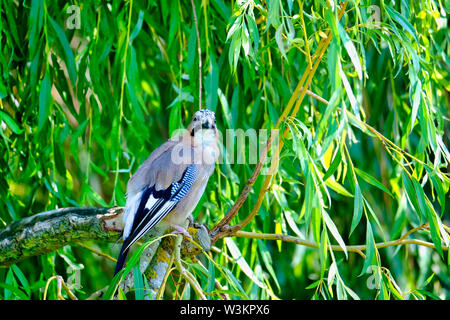 West Sussex, in Inghilterra, Regno Unito. Unico Eurasian Jay (Garrulus glandarius) appollaiato su un ramo di un salice piangente tree (Salix babylonica) Foto Stock