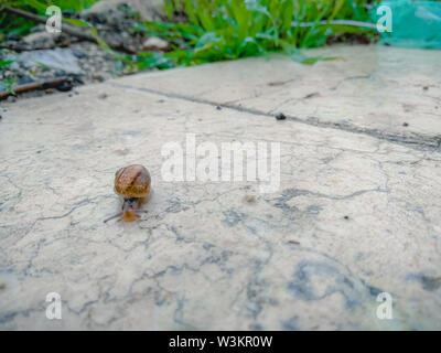 In prossimità di una lumaca strisciare su una superficie di marmo nel giardino dopo la pioggia. Foto Stock
