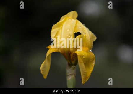 Iris pseudacorus (iridaceae) in giallo Foto Stock