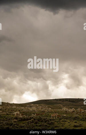 La fauna selvatica scena di Mule Deer in Wyoming Foto Stock