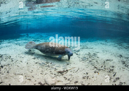 Una Florida manatee, Trichechus manatus latirostris, sale verso la superficie di Crystal River, Florida. Questo sirenian è una specie in via di estinzione. Foto Stock