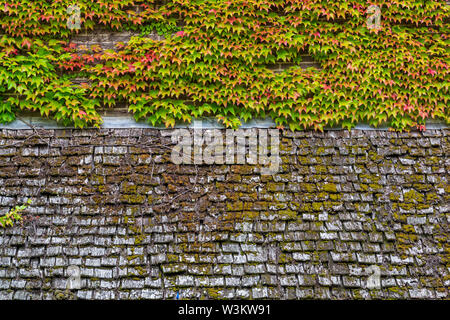 Il legno vecchio superficie di tetto con verde muschio su di esso texture di sfondo Foto Stock