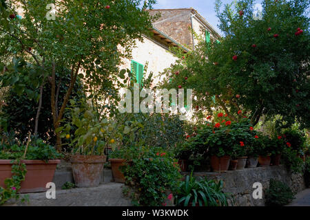 Via Gozzante, Pienza, Toscana, Italia: piante in vaso e gerani Foto Stock