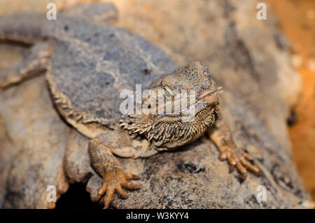 Il orientale drago barbuto lizard noto anche come comune drago barbuto o semplicemente barbuto lizard(Pogona barbata) Foto Stock
