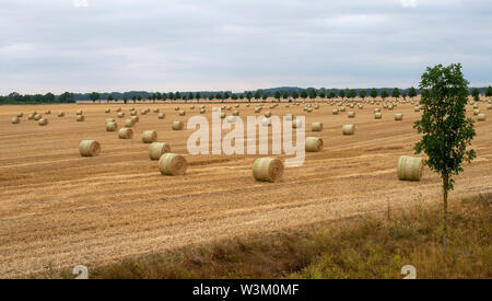 11 luglio 2019, Sassonia-Anhalt, Gnadau: balle di paglia giacciono su un campo di raccolta. Foto: Klaus-Dietmar Gabbert/dpa-Zentralbild/ZB Foto Stock